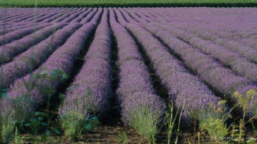 Lavendel gibt der Landschaft ganz ungewohnte Farbakzente. Und Düfte... - Bulgarien